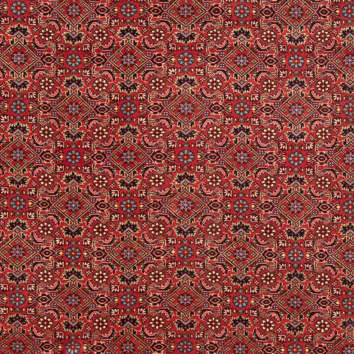 Tapis persan - Bidjar - 296 x 197 cm - rouge