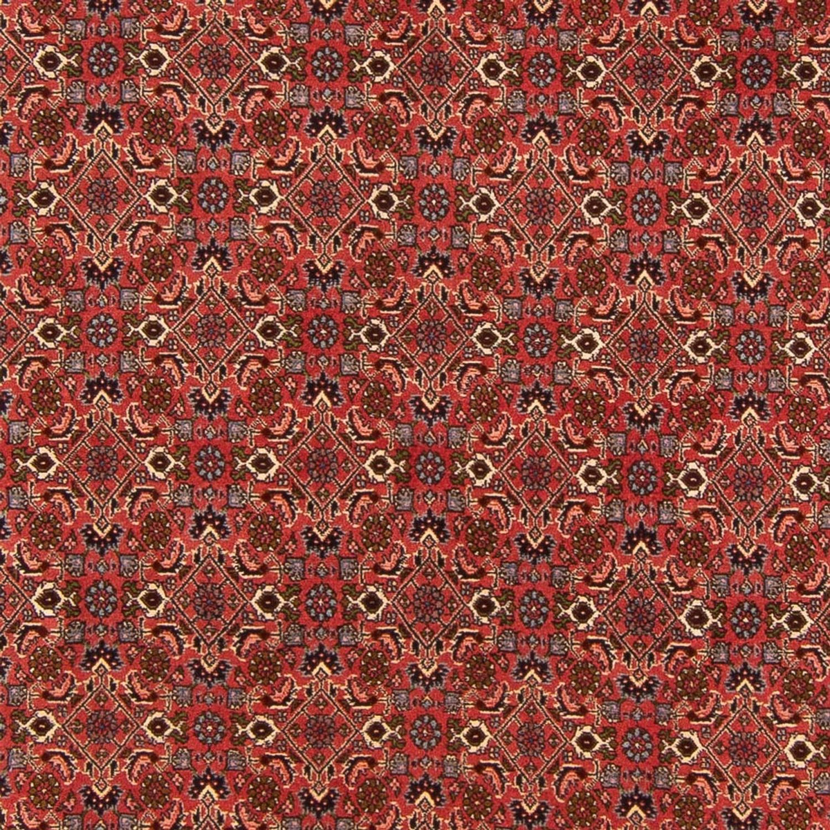 Tapis persan - Bidjar - 289 x 195 cm - rouge