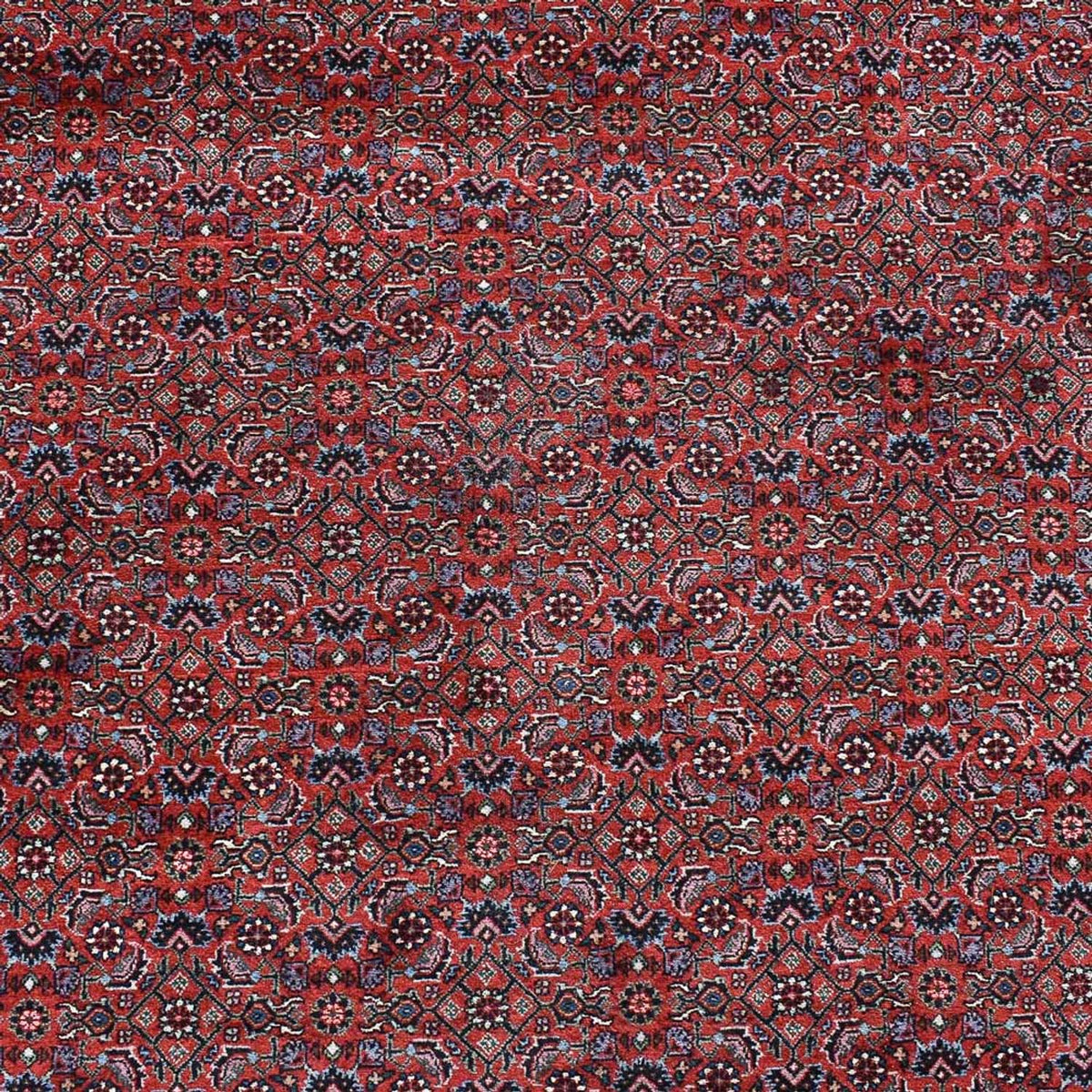Tapis persan - Bidjar - 490 x 350 cm - rouge bordeaux