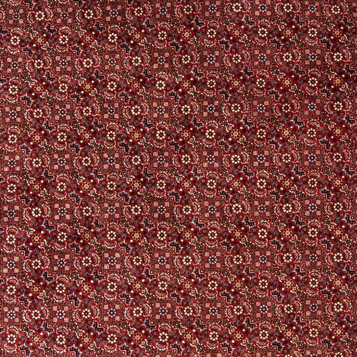 Tapis persan - Bidjar ronde  - 250 x 250 cm - rouge foncé