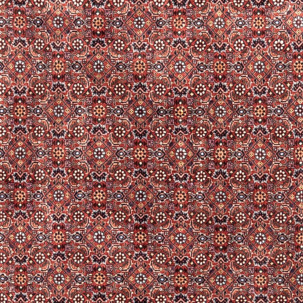 Tapis persan - Bidjar - 306 x 204 cm - rouge