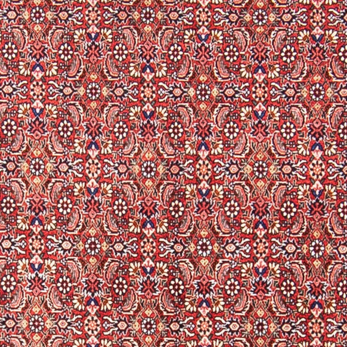 Tapis persan - Bidjar - 307 x 248 cm - rouge clair