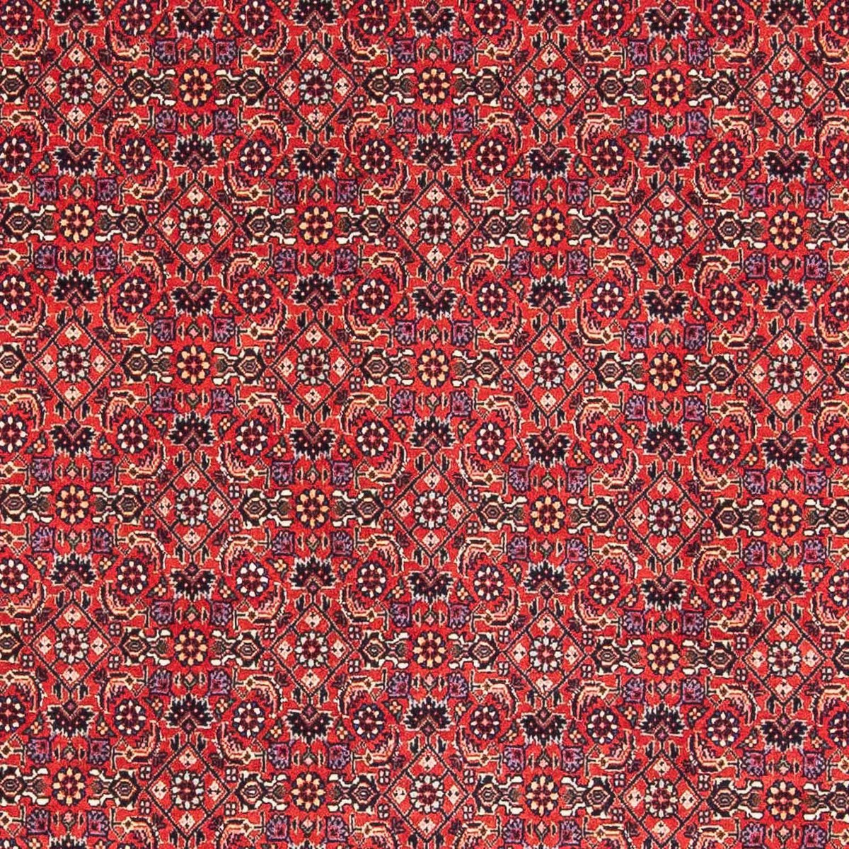 Tapis persan - Bidjar carré  - 126 x 124 cm - rouge