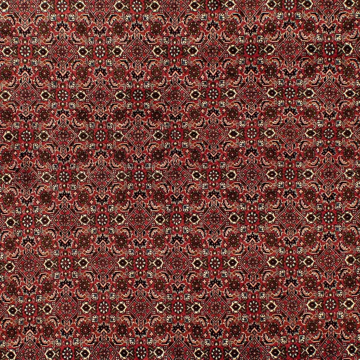 Tapis persan - Bidjar - 284 x 202 cm - marron