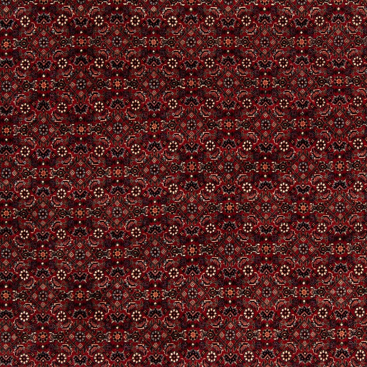 Tapis persan - Bidjar carré  - 212 x 205 cm - rouge foncé