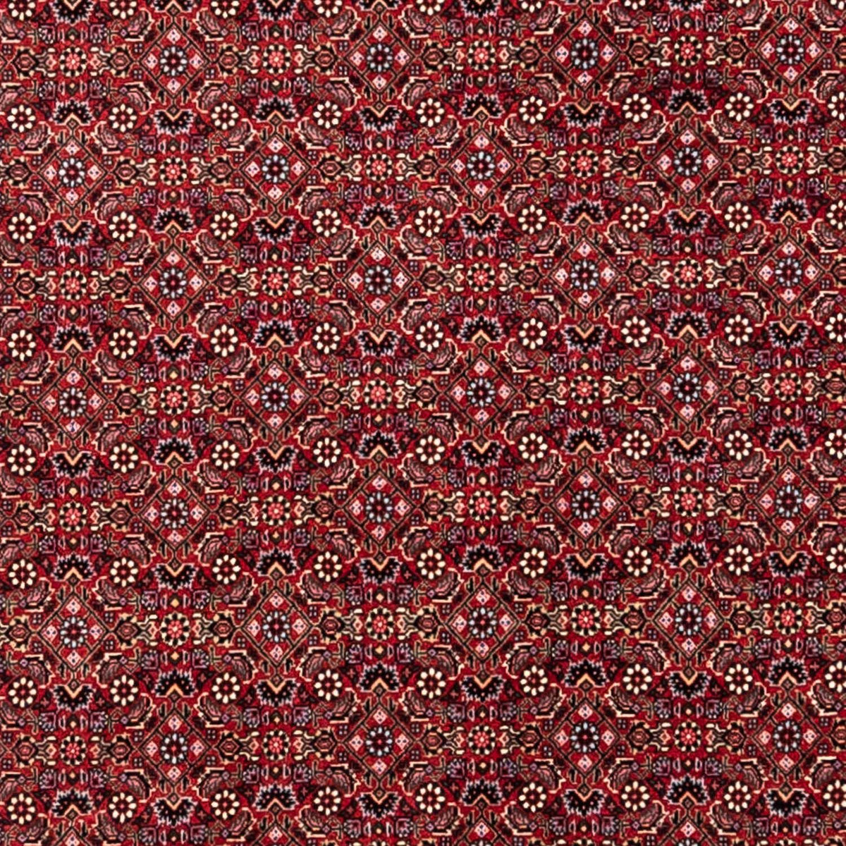 Tapis persan - Bidjar - 338 x 252 cm - rouge