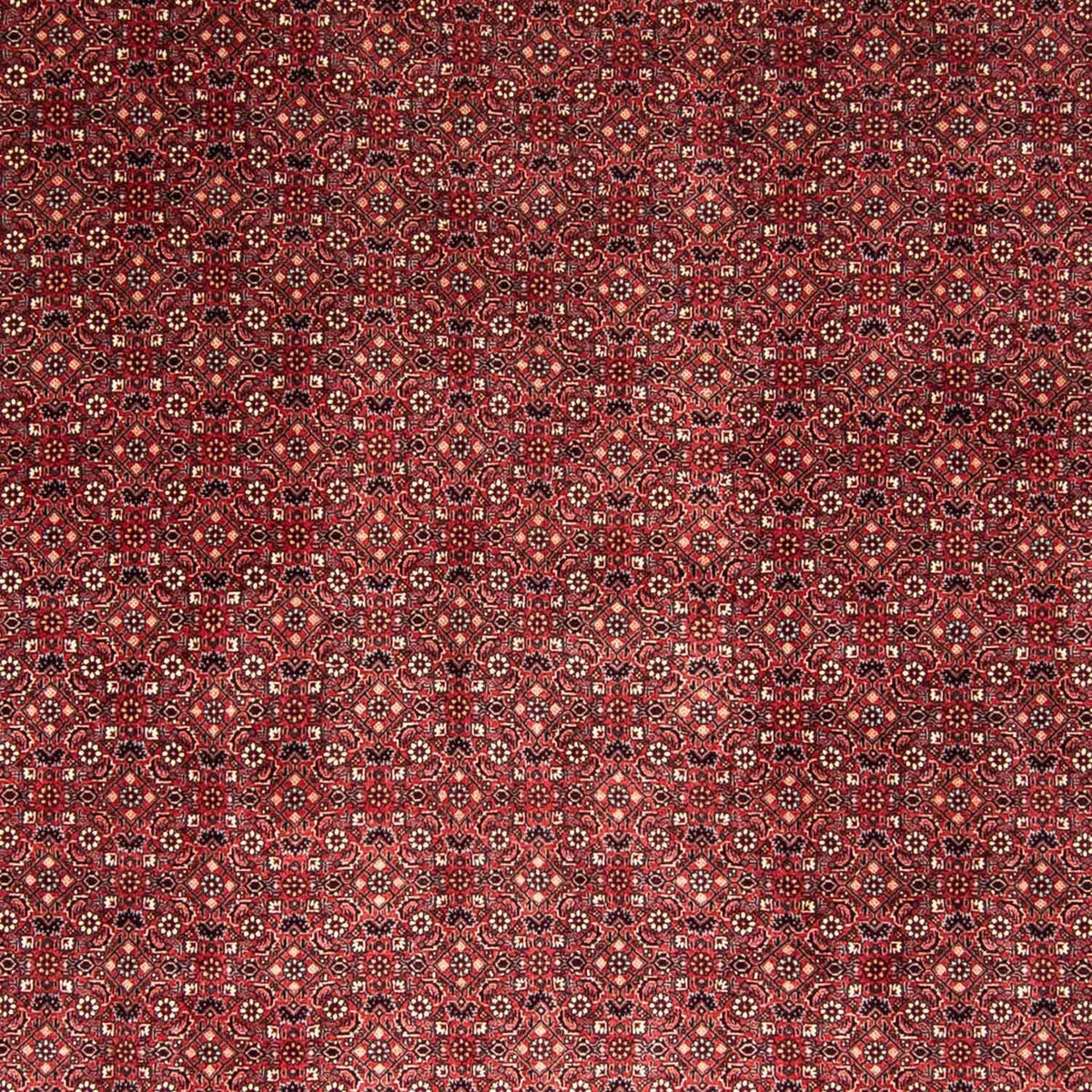 Tapis persan - Bidjar - 338 x 258 cm - rouge