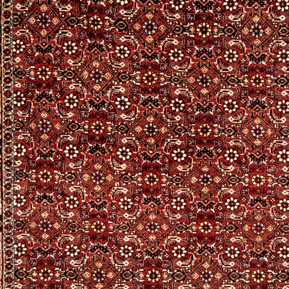 Tapis de couloir Tapis persan - Bidjar - 298 x 80 cm - rouge foncé