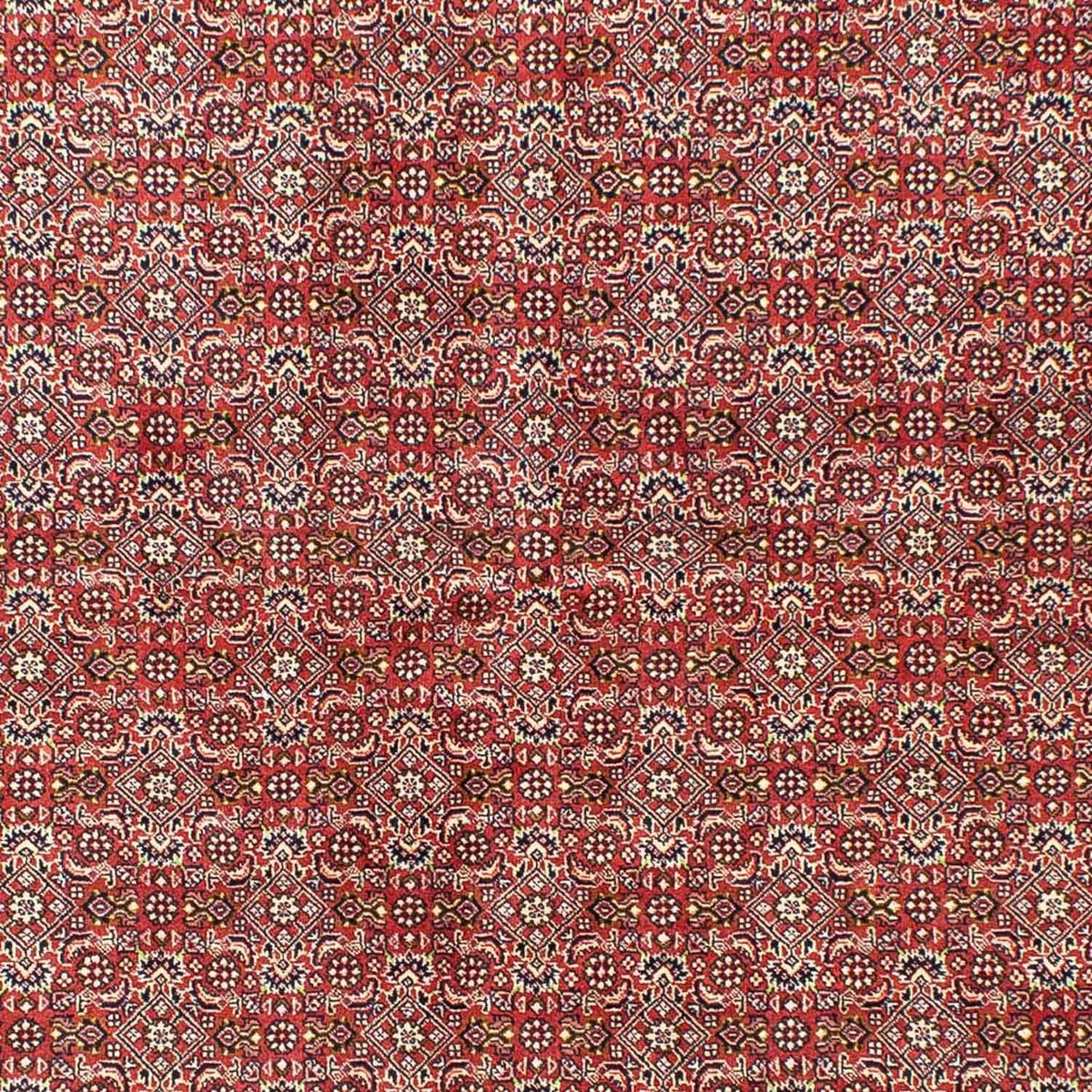 Tapis persan - Bidjar - 245 x 170 cm - rouge clair