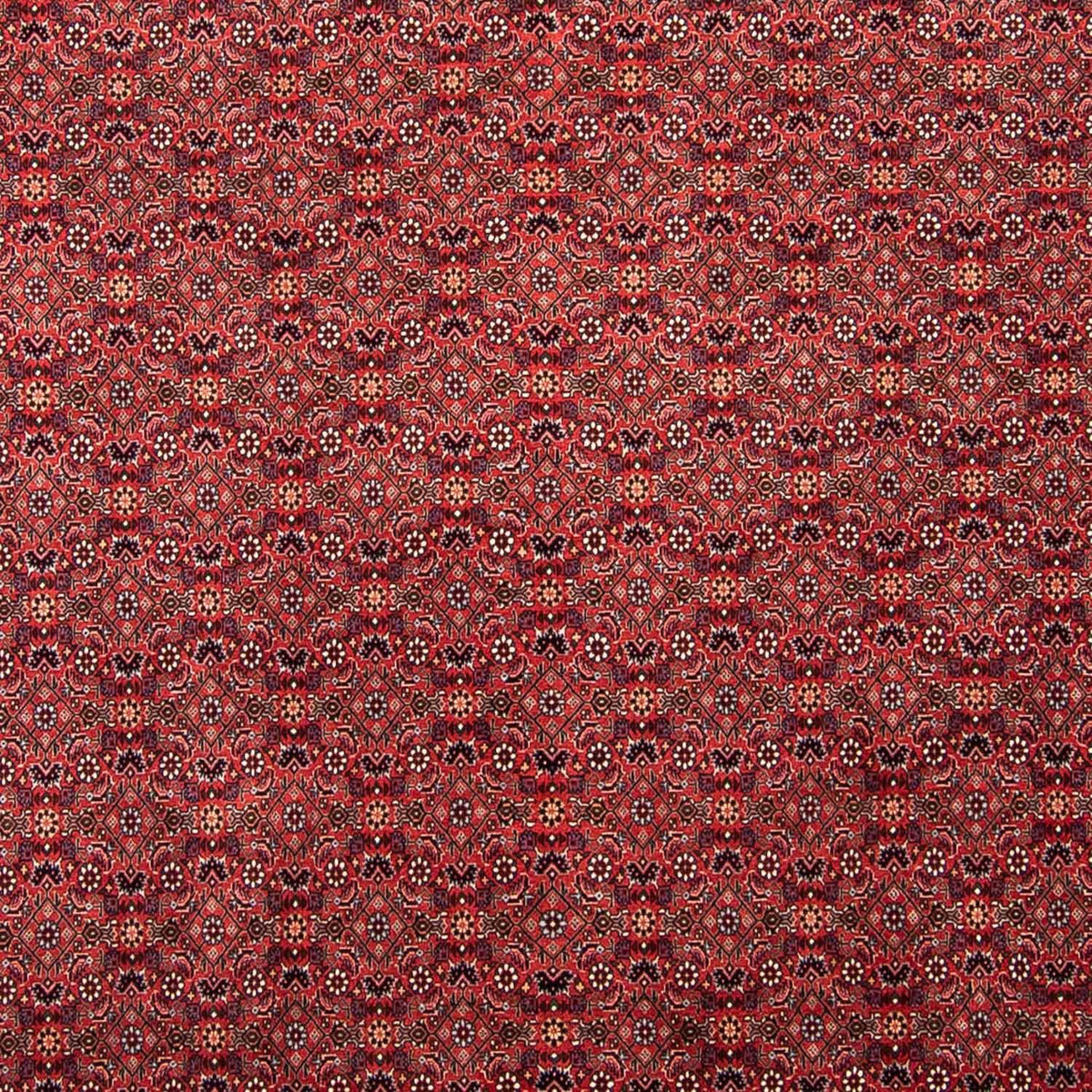 Tapis persan - Bidjar - 296 x 250 cm - rouge foncé