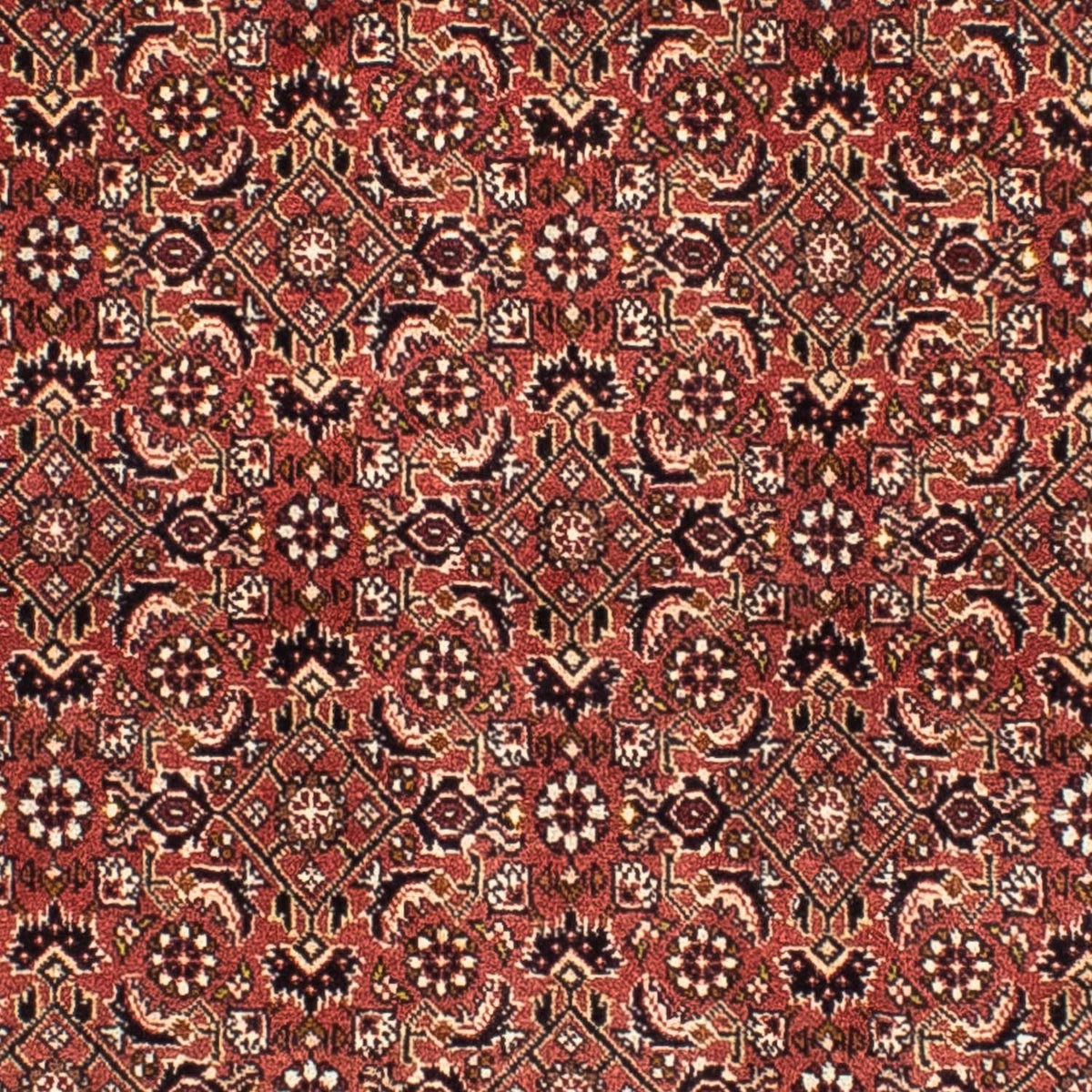 Tapis persan - Bidjar carré  - 200 x 195 cm - rouge clair