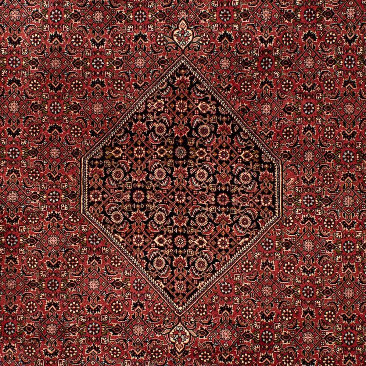 Tapis persan - Bidjar - 300 x 202 cm - marron