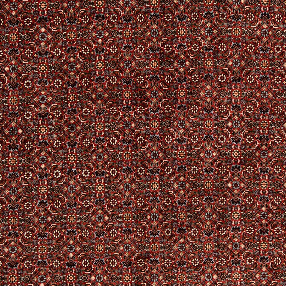 Tapis persan - Bidjar carré  - 203 x 197 cm - rouge foncé