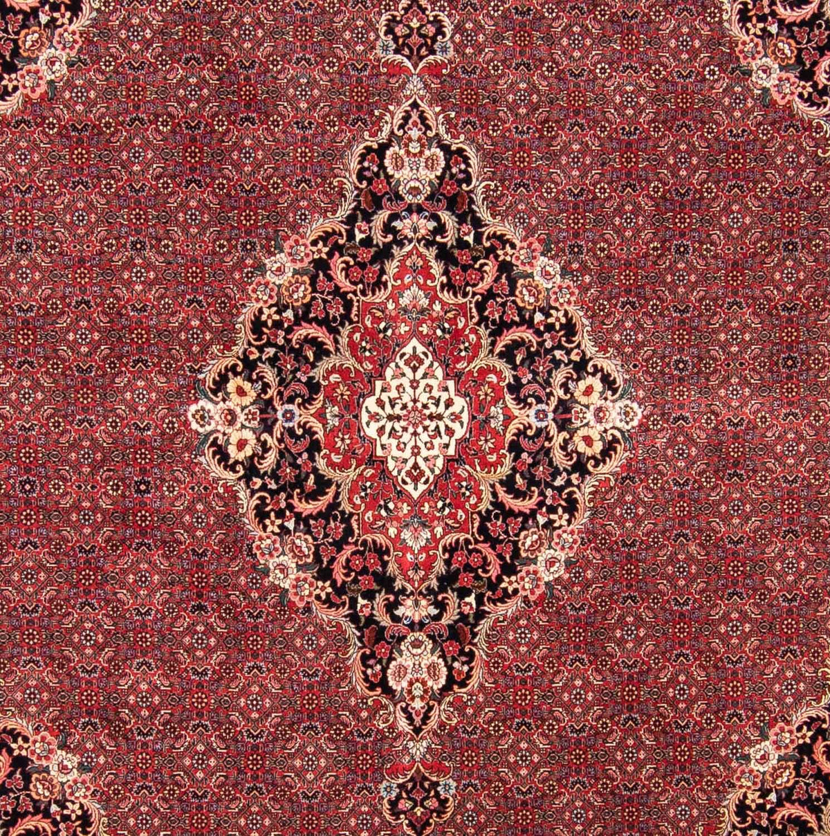 Tapis persan - Bidjar carré  - 253 x 253 cm - rouge foncé