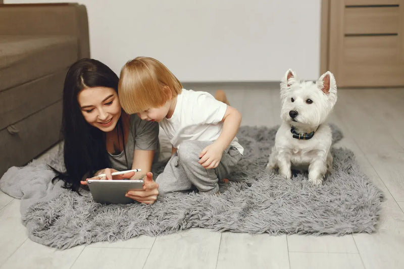 Attention, chers propriétaires d'animaux de compagnie - Comment trouver votre tapis idéal 