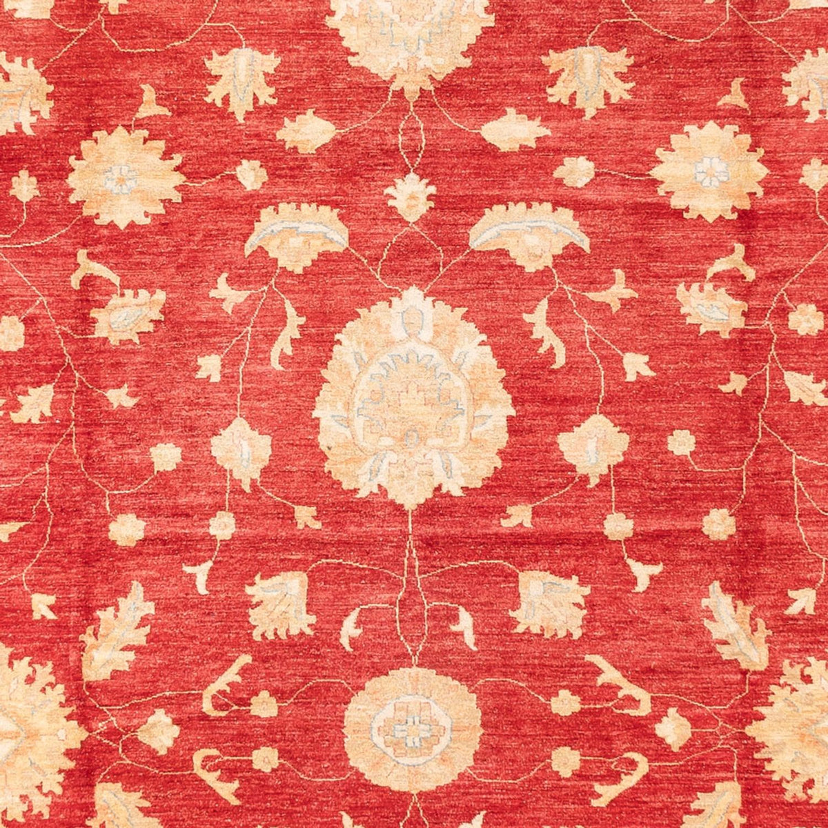 Tapis Ziegler - 686 x 402 cm - rouge