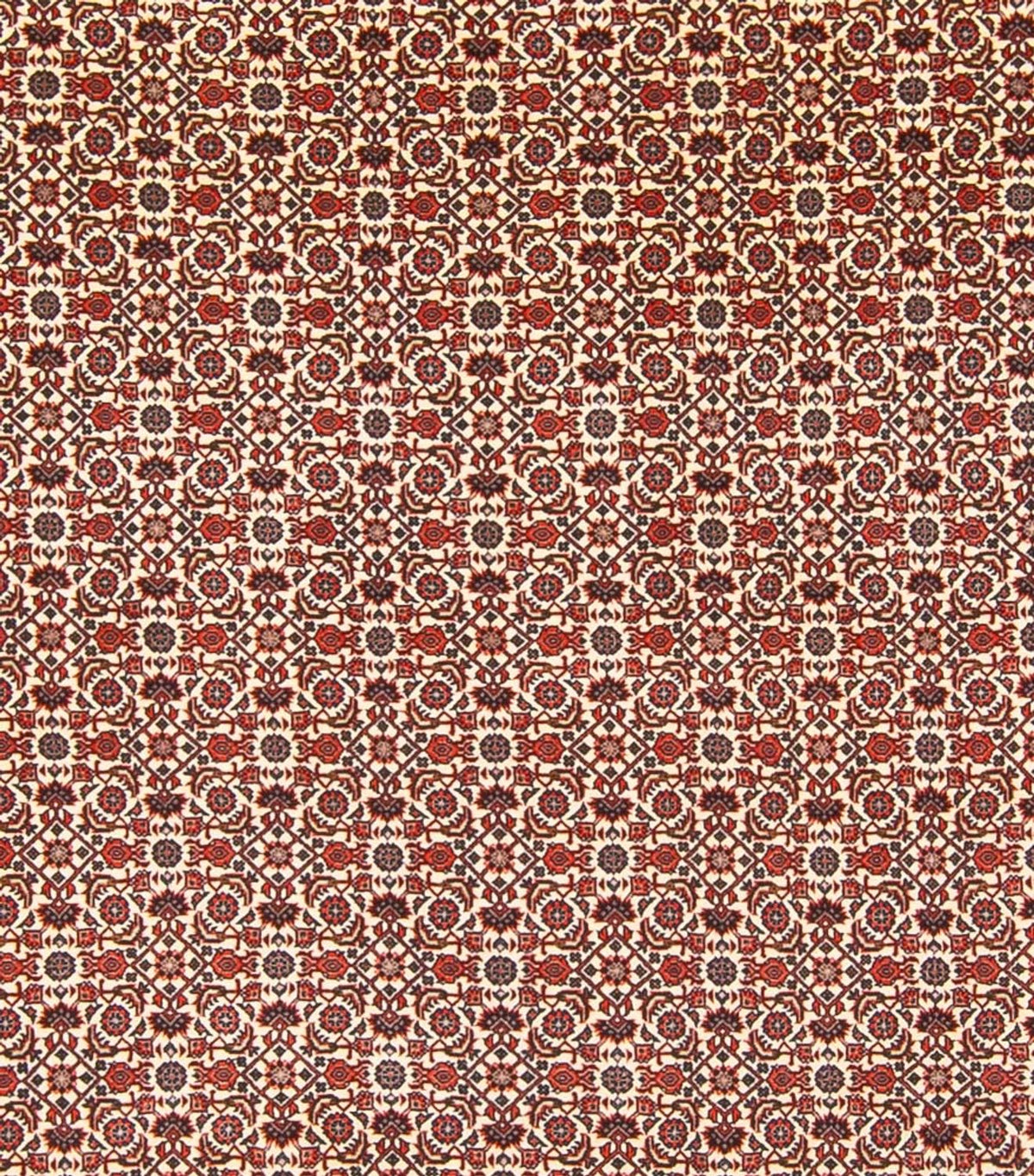 Tapis persan - Bidjar - 343 x 260 cm - crème