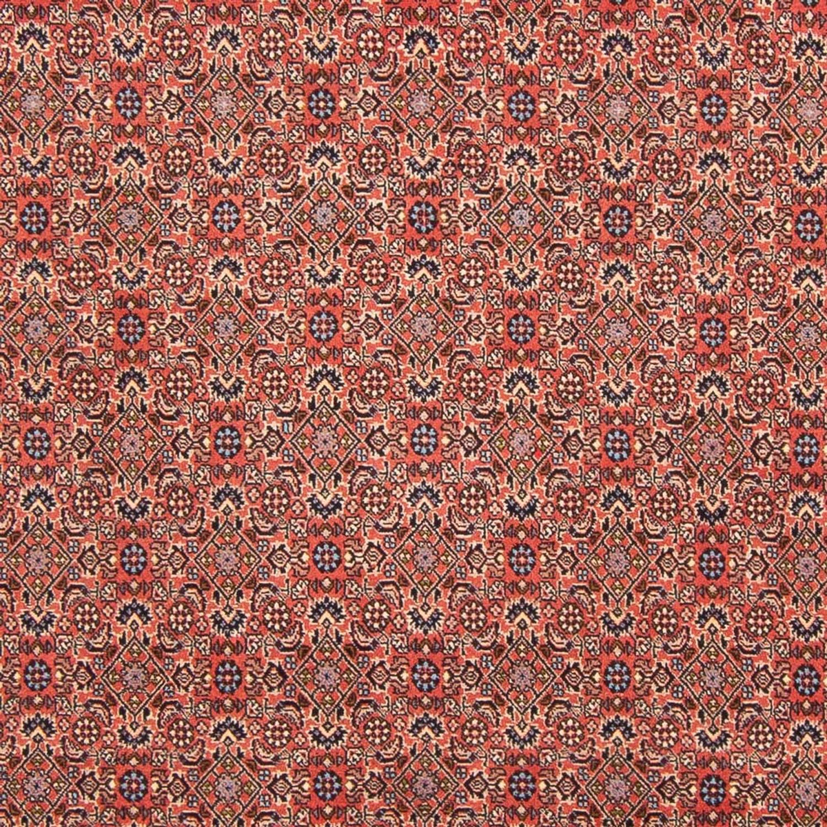 Tapis persan - Bidjar - 298 x 196 cm - rouge