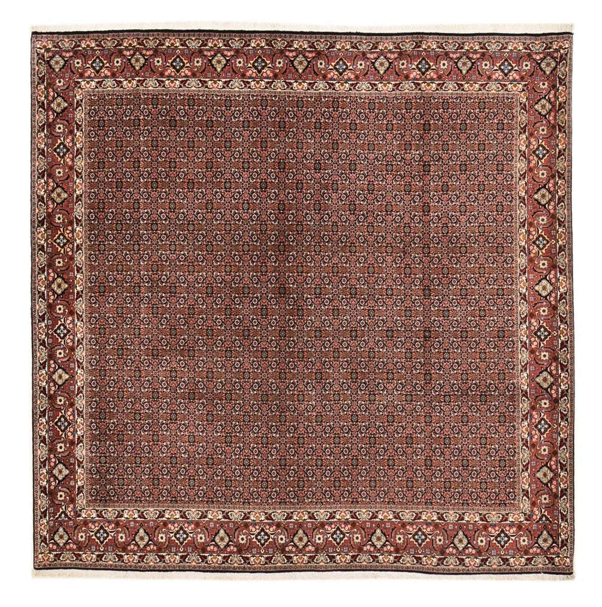 Tapis persan - Bidjar carré  - 303 x 293 cm - rouille