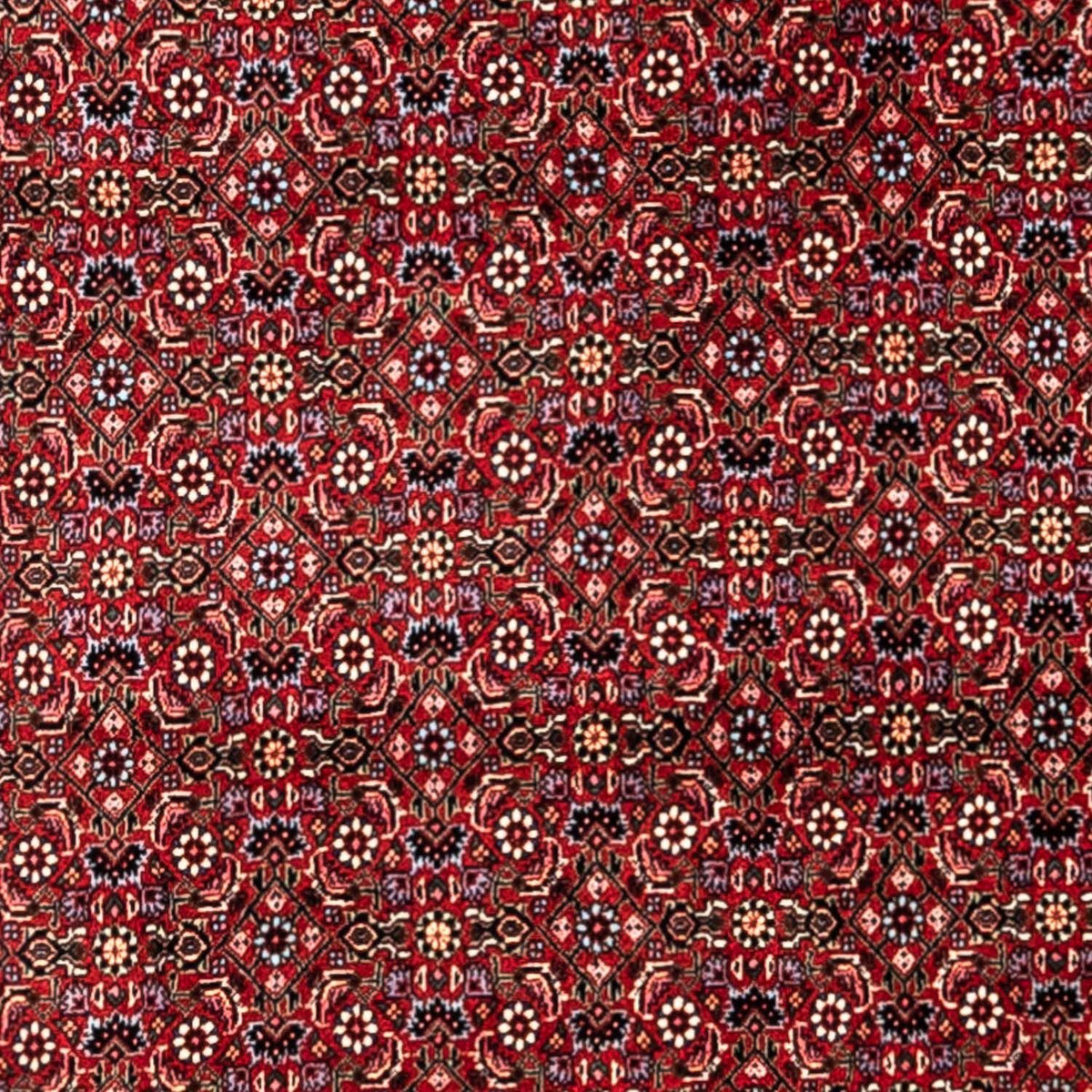 Tapis persan - Bidjar - 331 x 254 cm - rouge
