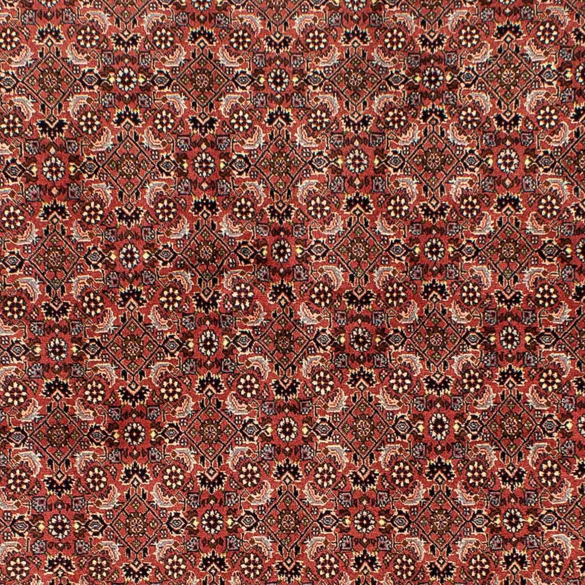 Tapis persan - Bidjar - 244 x 172 cm - rouge foncé
