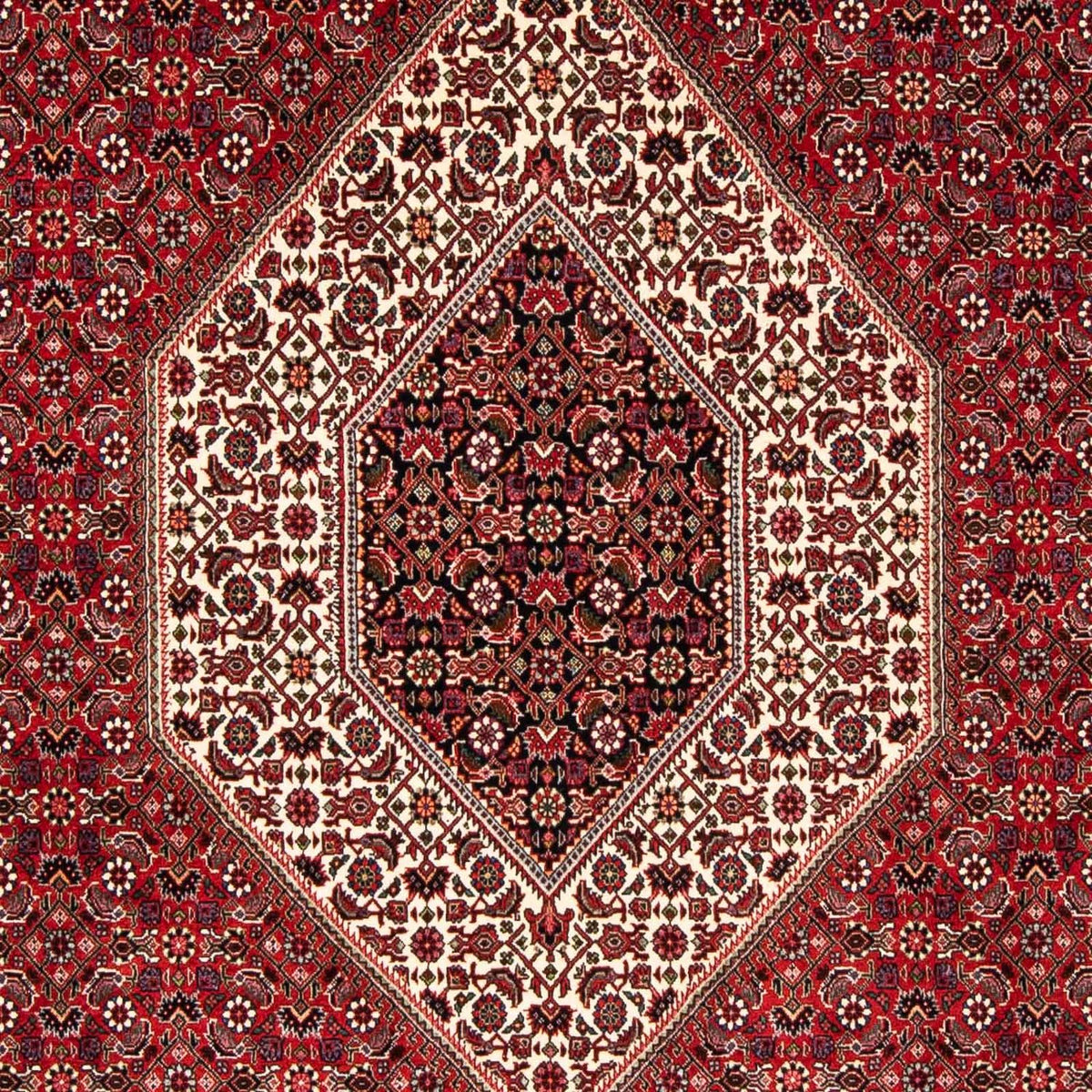 Tapis persan - Bidjar - 246 x 170 cm - rouge foncé