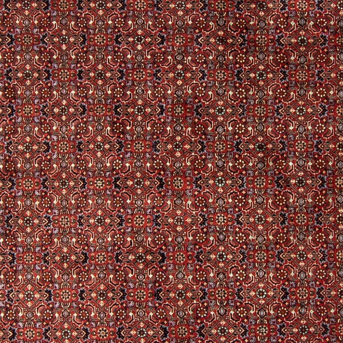 Tapis persan - Bidjar ronde  - 250 x 250 cm - rouge foncé