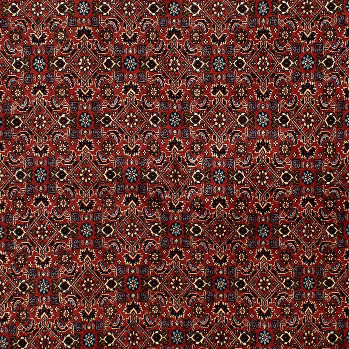 Tapis persan - Bidjar - 246 x 172 cm - rouge foncé
