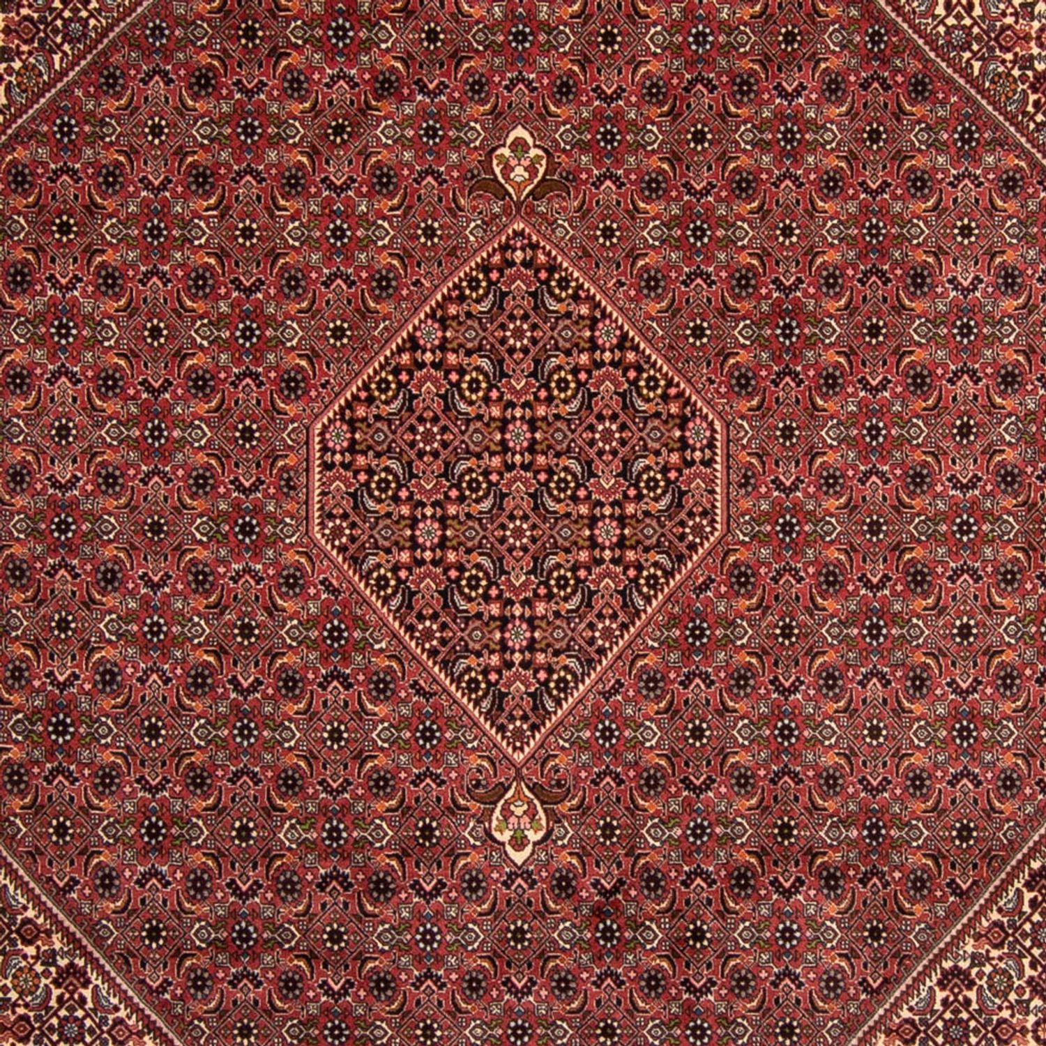 Tapis persan - Bidjar - 338 x 248 cm - marron