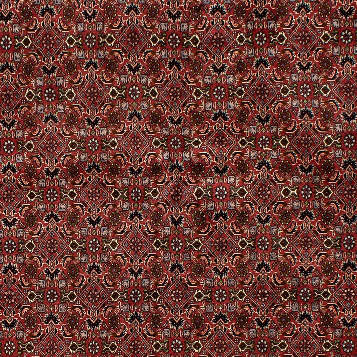 Tapis persan - Bidjar - 245 x 177 cm - rouge foncé