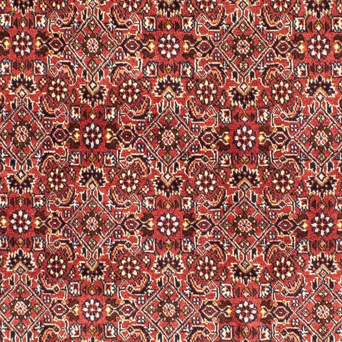 Tapis persan - Bidjar carré  - 197 x 190 cm - rouge clair
