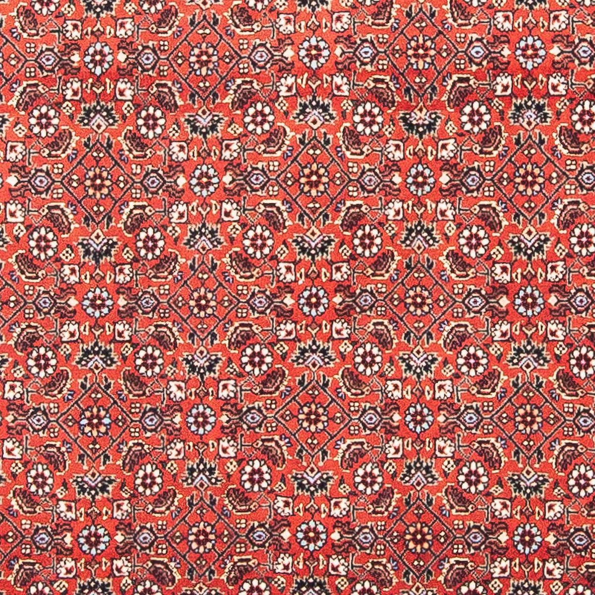 Tapis persan - Bidjar carré  - 97 x 95 cm - rouge