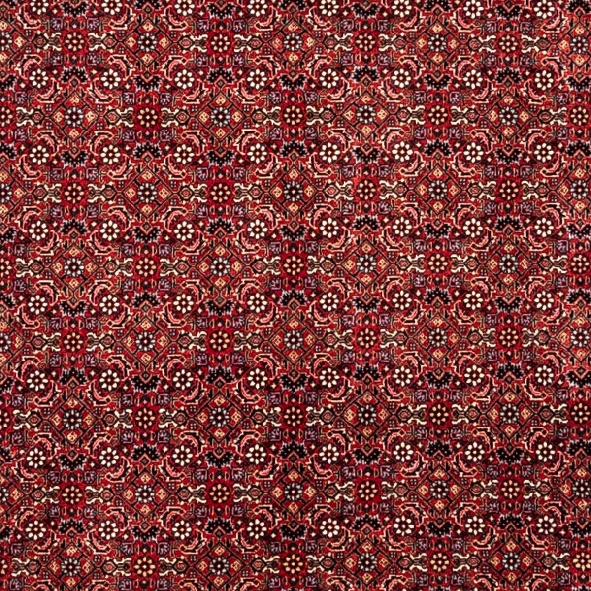 Tapis persan - Bidjar - 350 x 252 cm - rouge