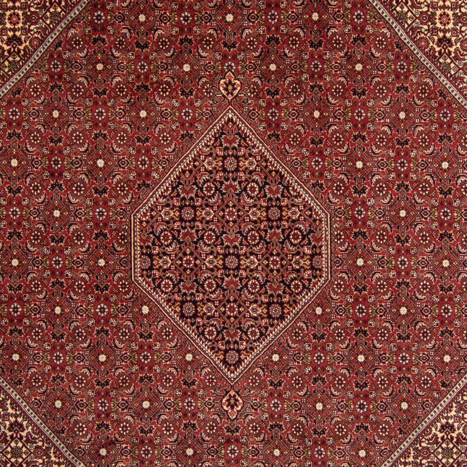 Tapis persan - Bidjar - 345 x 247 cm - marron