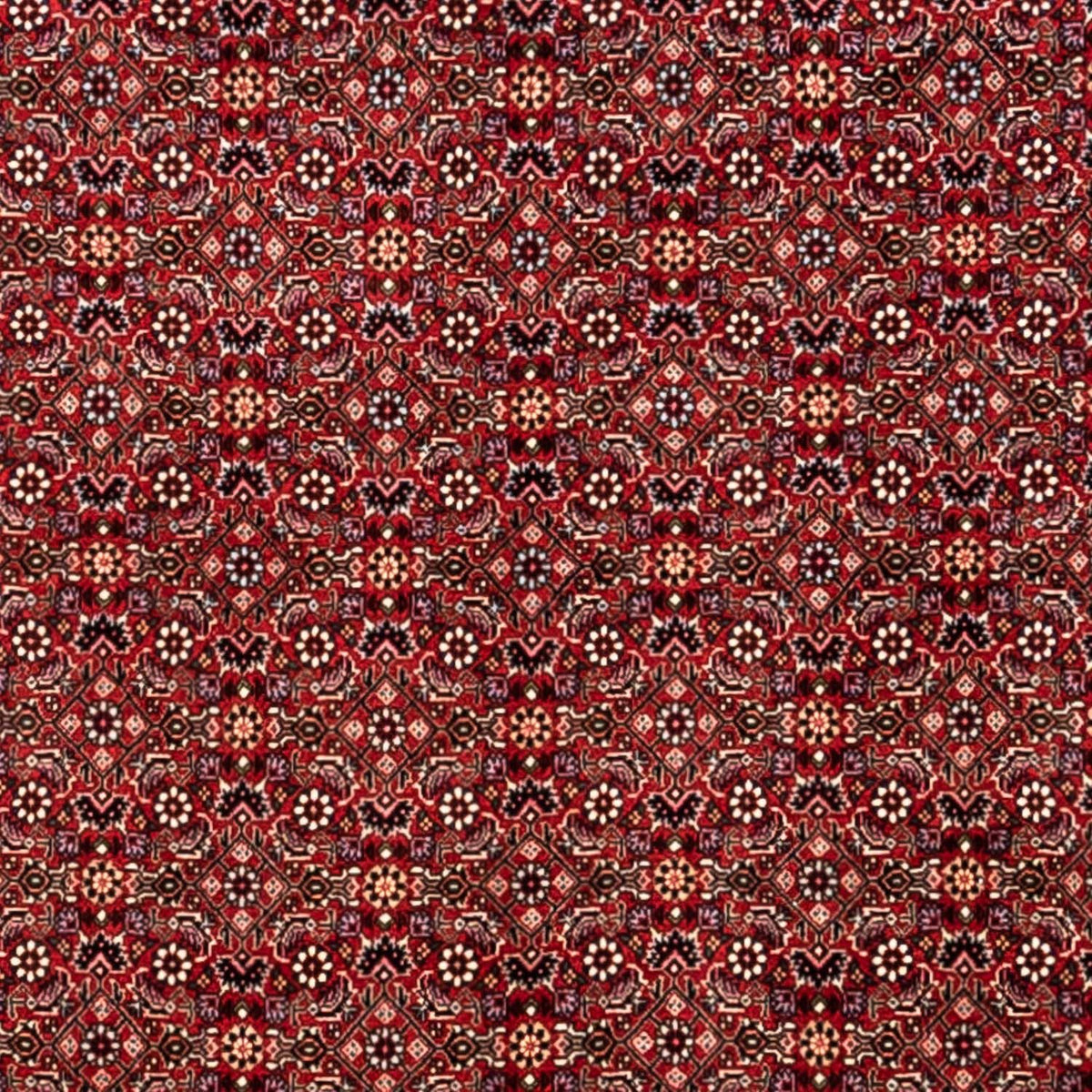 Tapis persan - Bidjar - 340 x 248 cm - rouge