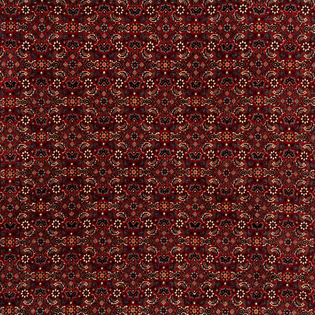 Tapis persan - Bidjar carré  - 207 x 200 cm - rouge foncé