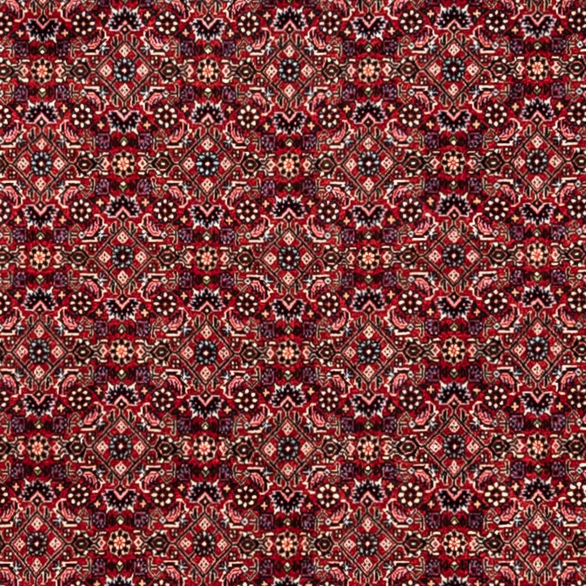 Tapis persan - Bidjar - 337 x 252 cm - rouge