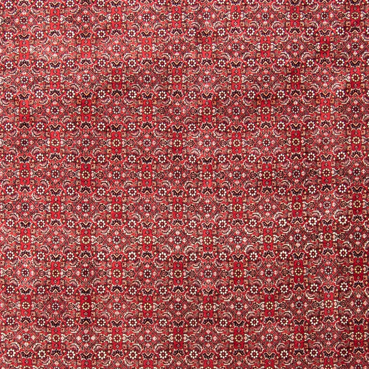 Tapis persan - Bidjar - 340 x 255 cm - rouge clair
