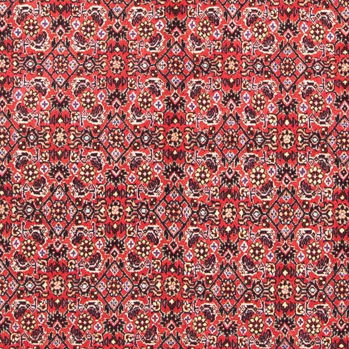Tapis persan - Bidjar carré  - 104 x 98 cm - rouge