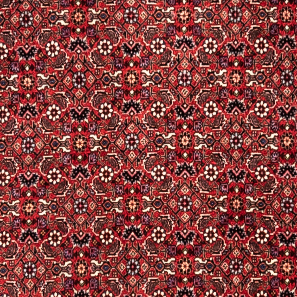 Tapis persan - Bidjar - 345 x 253 cm - rouge