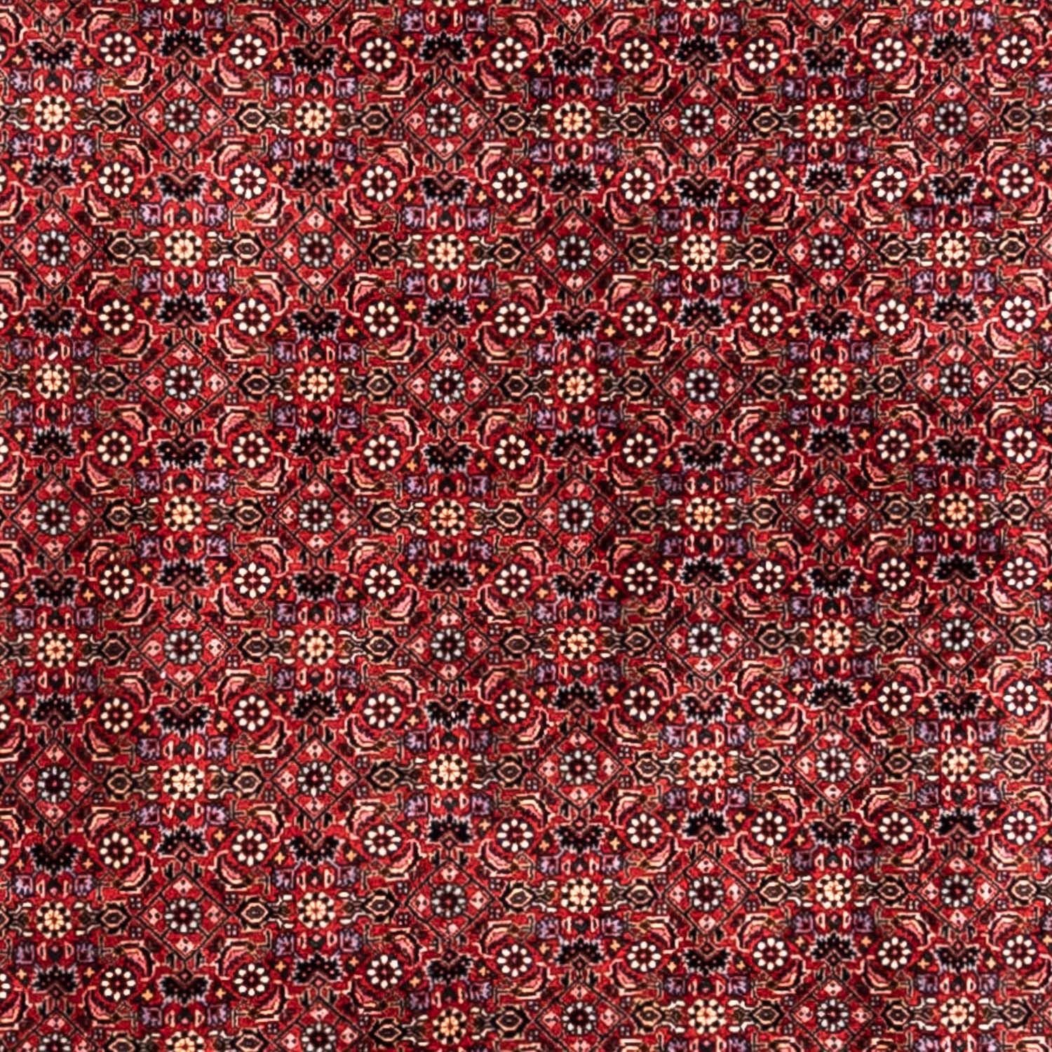 Tapis persan - Bidjar - 338 x 250 cm - rouge
