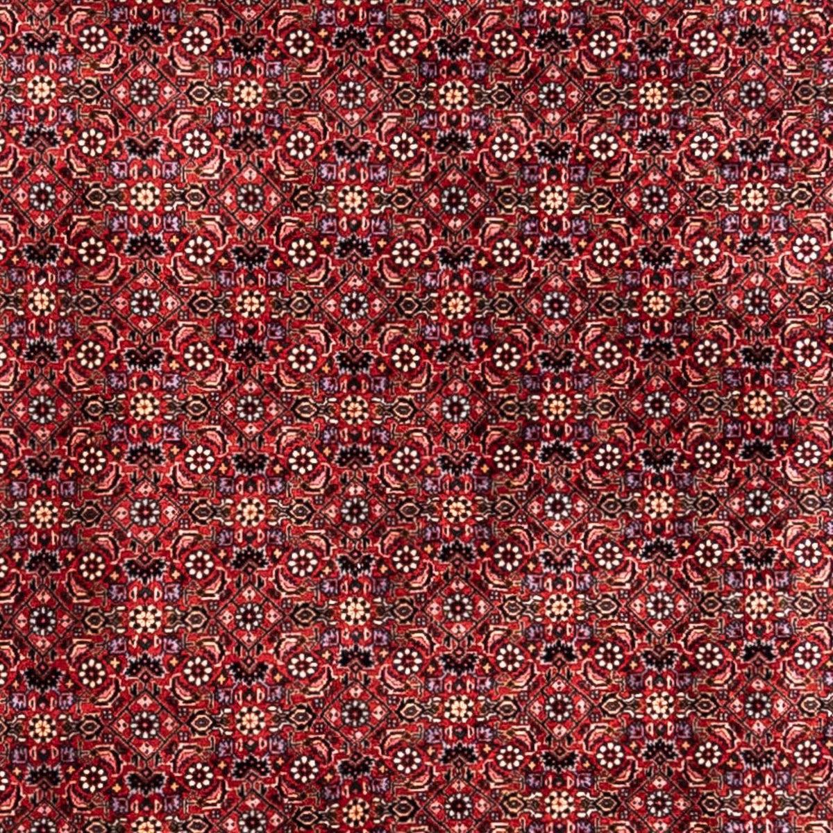 Tapis persan - Bidjar - 338 x 250 cm - rouge