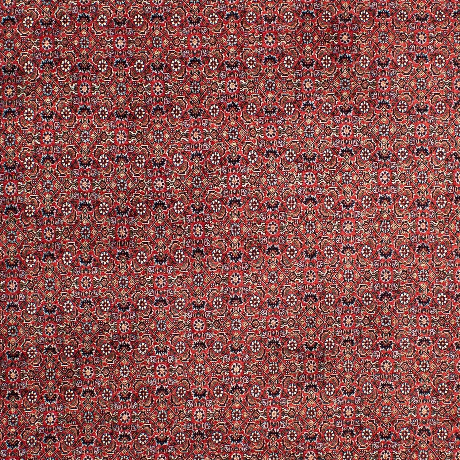 Tapis persan - Bidjar - 299 x 203 cm - rouge clair