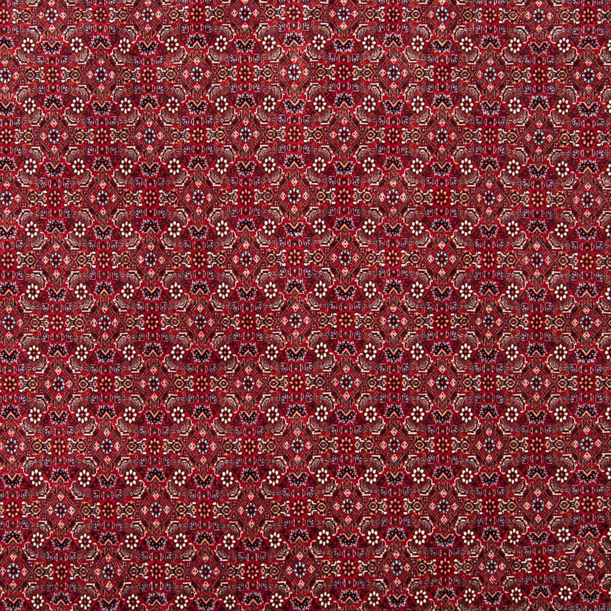 Tapis persan - Bidjar - 297 x 247 cm - rouge