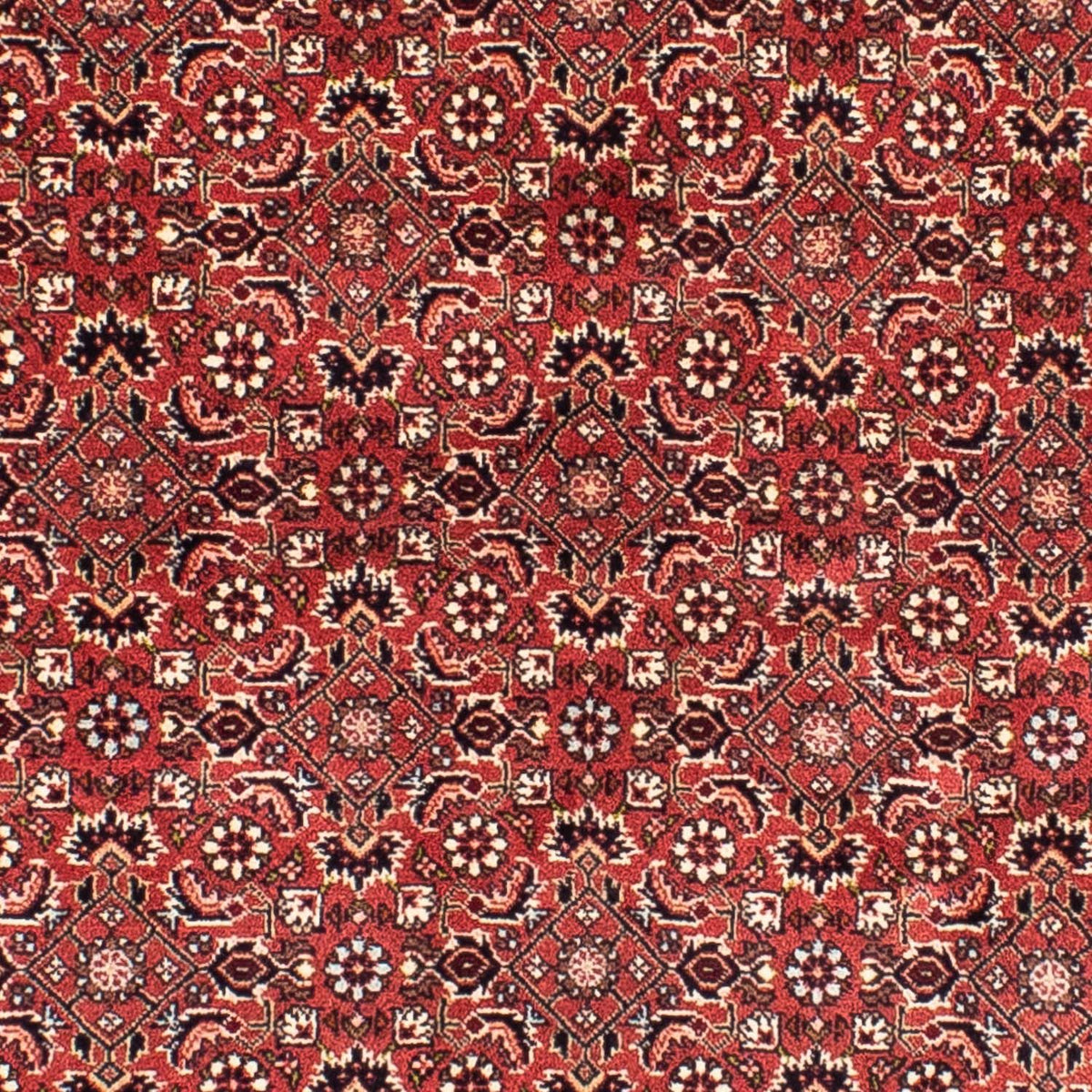 Tapis persan - Bidjar carré  - 208 x 200 cm - rouge clair