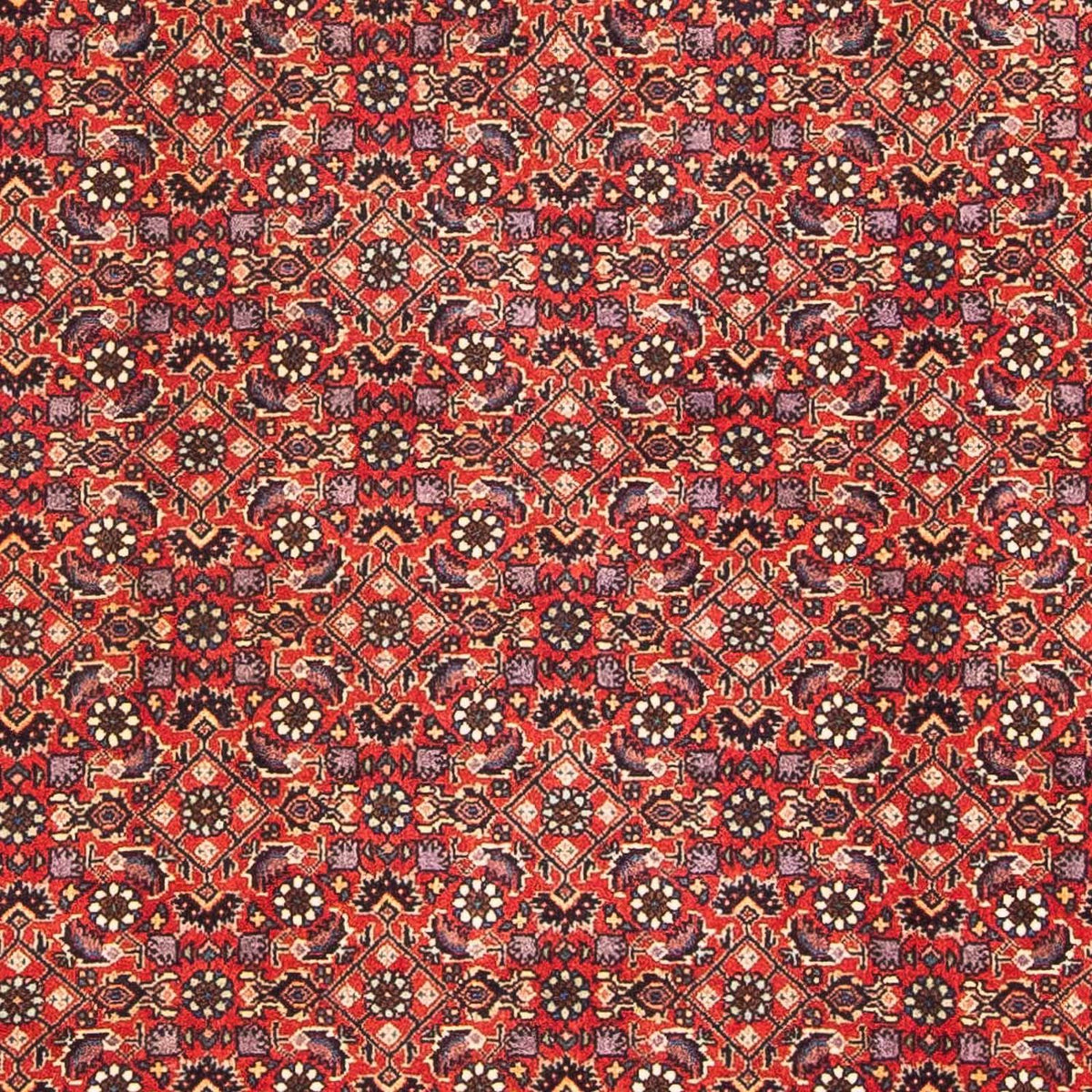 Tapis persan - Bidjar - 183 x 114 cm - rouge