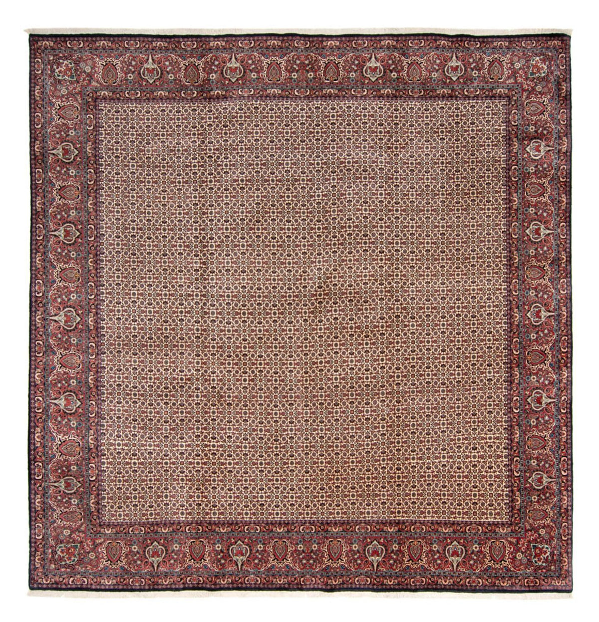 Tapis persan - Bidjar carré  - 366 x 348 cm - beige