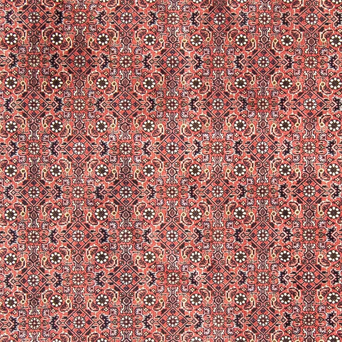 Tapis persan - Bidjar ronde  - 300 x 300 cm - rouge clair